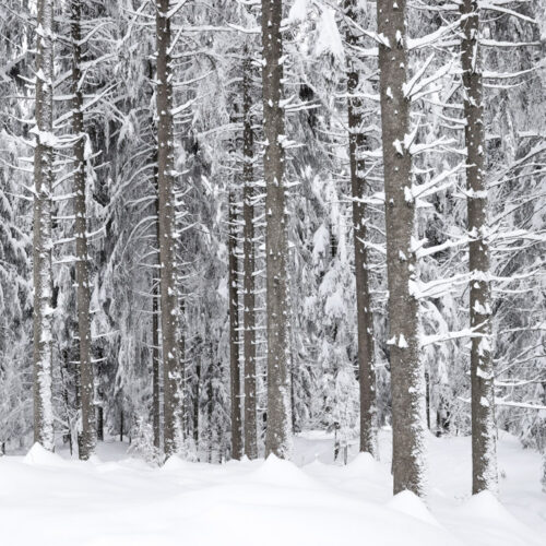 Bild: "Schneelandschaft Wald"
