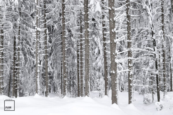 Bild: "Schneelandschaft Wald"