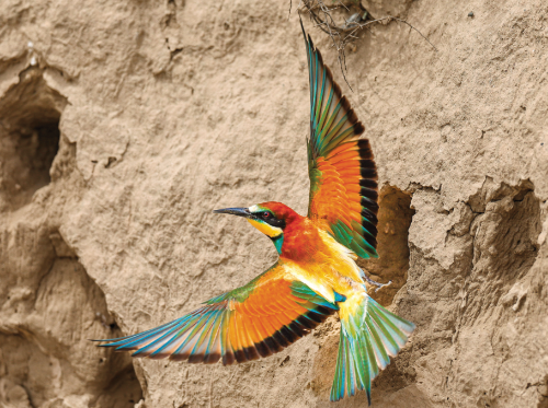 Karte: Bienenfresser