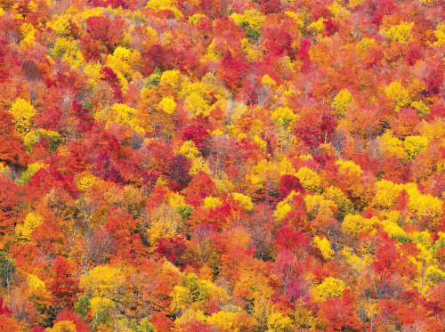 Karte: Goldener Herbst