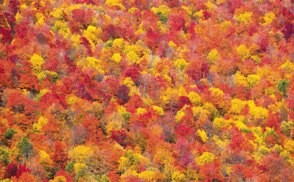 Karte: Goldener Herbst